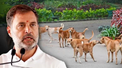 Photo of आवारा कुत्तों पर सुप्रीम कोर्ट के आदेश को लेकर राहुल गांधी की आपत्ति, कहा—‘मानवीय नीति से पीछे हटना’