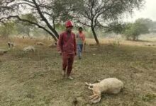 Photo of लखनऊ में राष्ट्रीय प्रेरणा स्थल के पास रहस्यमय रूप से 170 भेड़ों की मौत