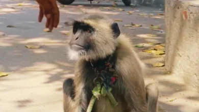 Photo of अलीगढ़ कॉलेज में बंदरों से निपटने का अनोखा तरीका: ‘गोलू’ लंगूर बना गार्ड, 12 हजार सैलरी