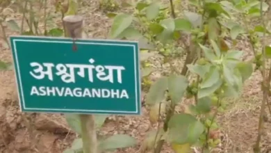 Photo of FSSAI का बड़ा फैसला: अब फूड प्रोडक्ट्स में अश्वगंधा की पत्तियों पर रोक