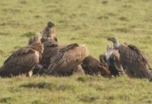 Photo of दुधवा बाघ अभयारण्य में 25 गिद्धों की मौत, आईवीआरआई को भेजे गए नमूने