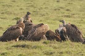 Photo of दुधवा बाघ अभयारण्य में 25 गिद्धों की मौत, आईवीआरआई को भेजे गए नमूने