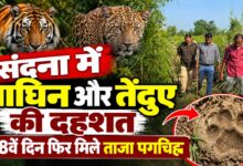 Photo of Sitapur News: संदना में बाघिन और तेंदुए की दहशत, 78वें दिन फिर मिले ताजा पगचिह्न—ग्रामीण खेतों तक जाने से डर रहे