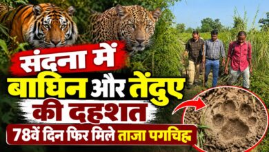 Photo of Sitapur News: संदना में बाघिन और तेंदुए की दहशत, 78वें दिन फिर मिले ताजा पगचिह्न—ग्रामीण खेतों तक जाने से डर रहे